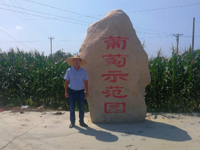 米乐yy易游体育:阳光玫瑰葡萄价格“大跳水”